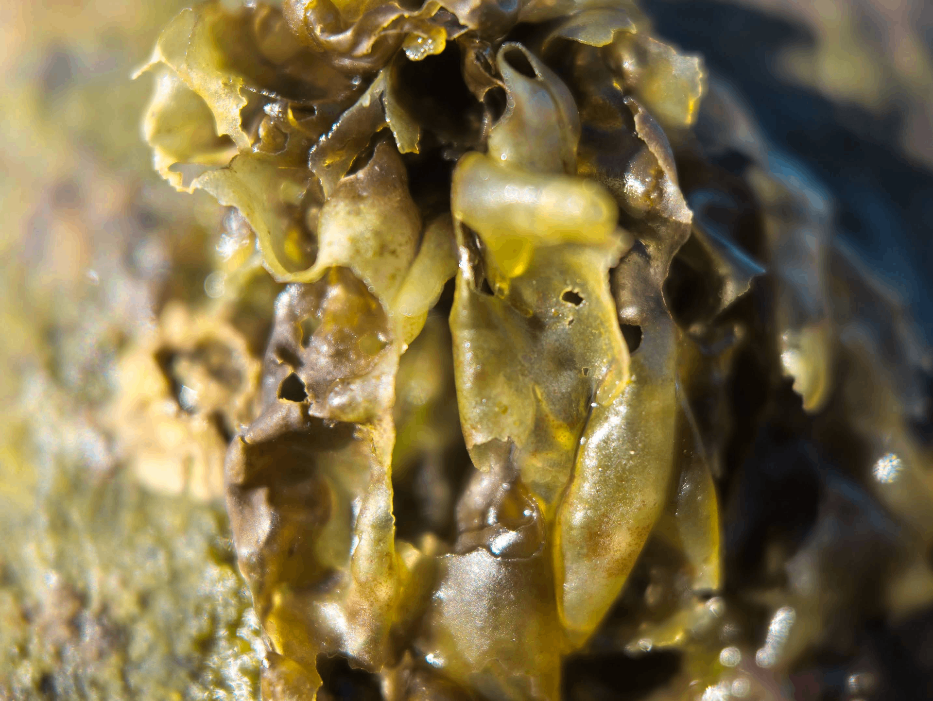 Second macro detail of translucent kelp folds