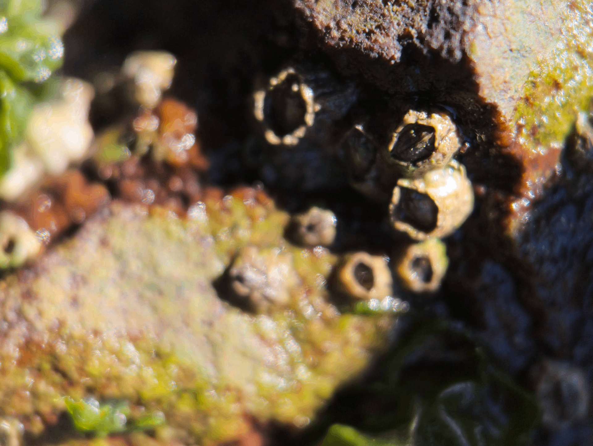 Barnacles embedded in rust-toned rock