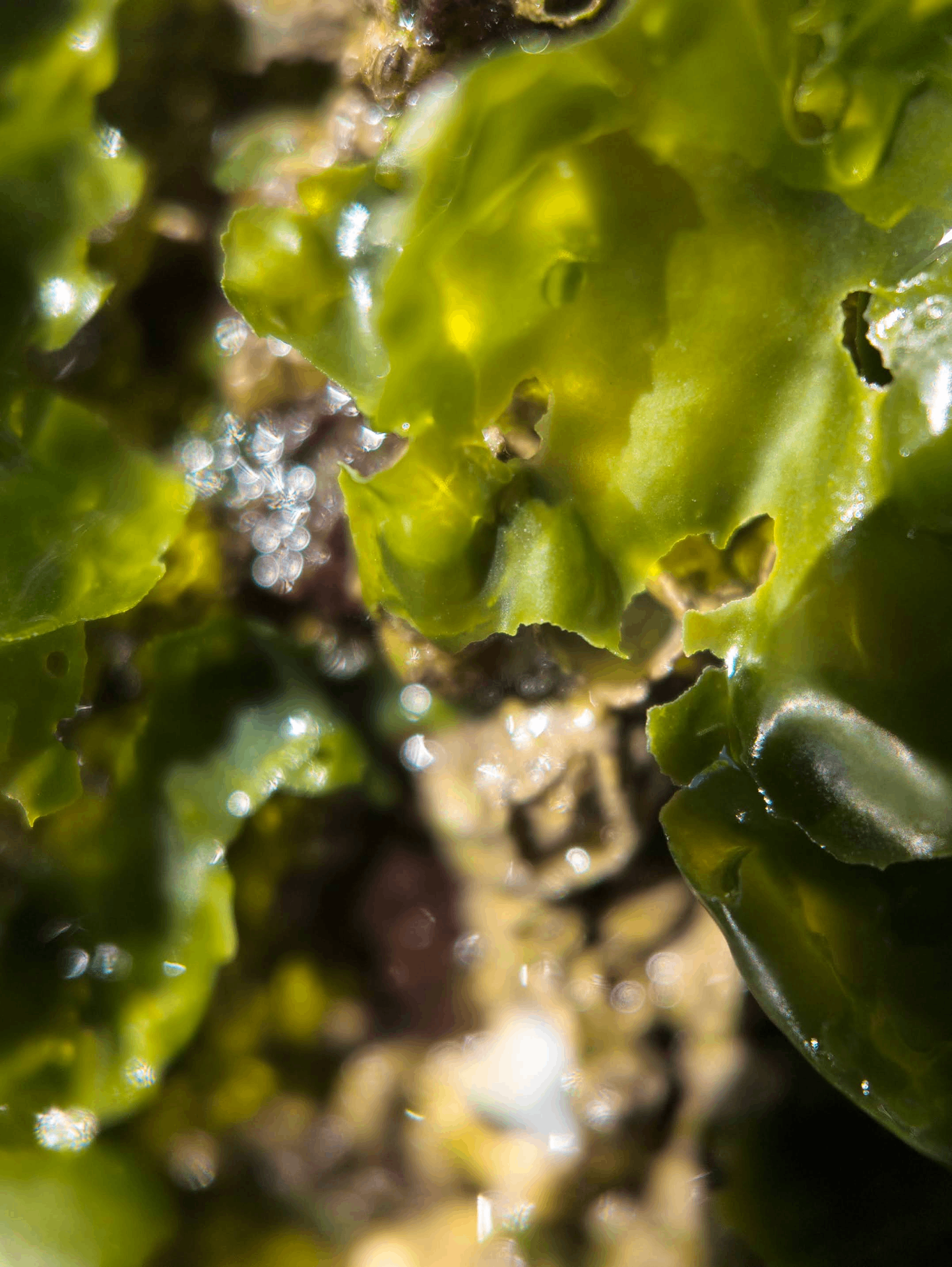 Close-up of luminous green seaweed texture