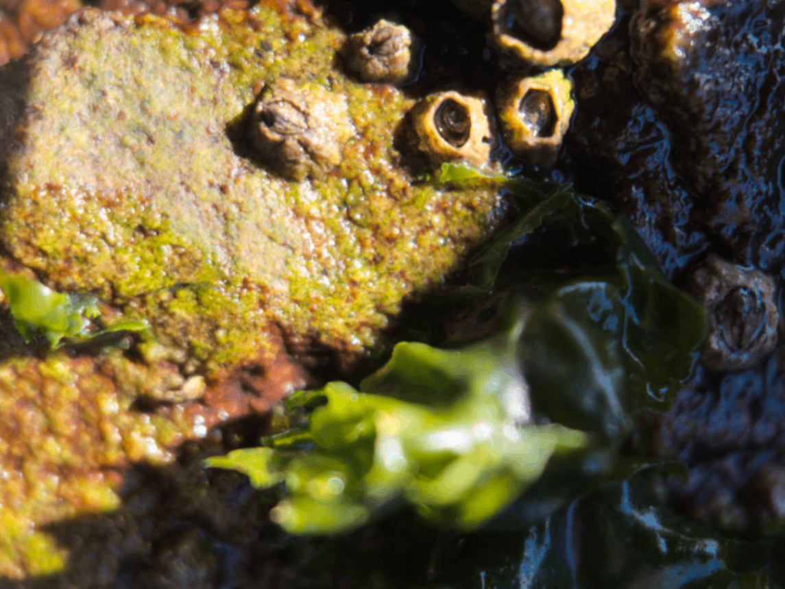 Tidepool scene with seaweed and shells