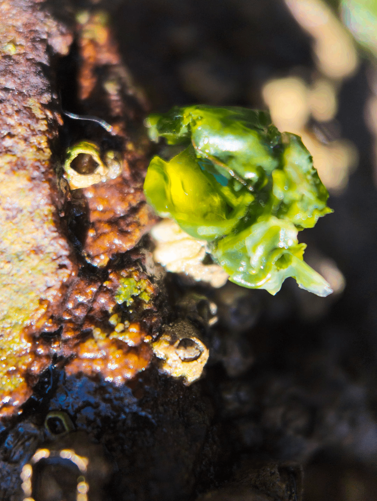 Green seaweed cluster on dark rock